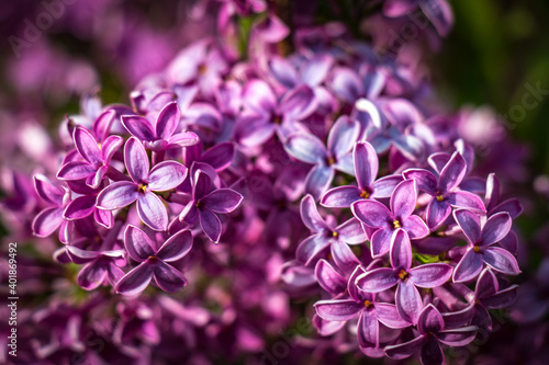 lilac flowers  spring  purple