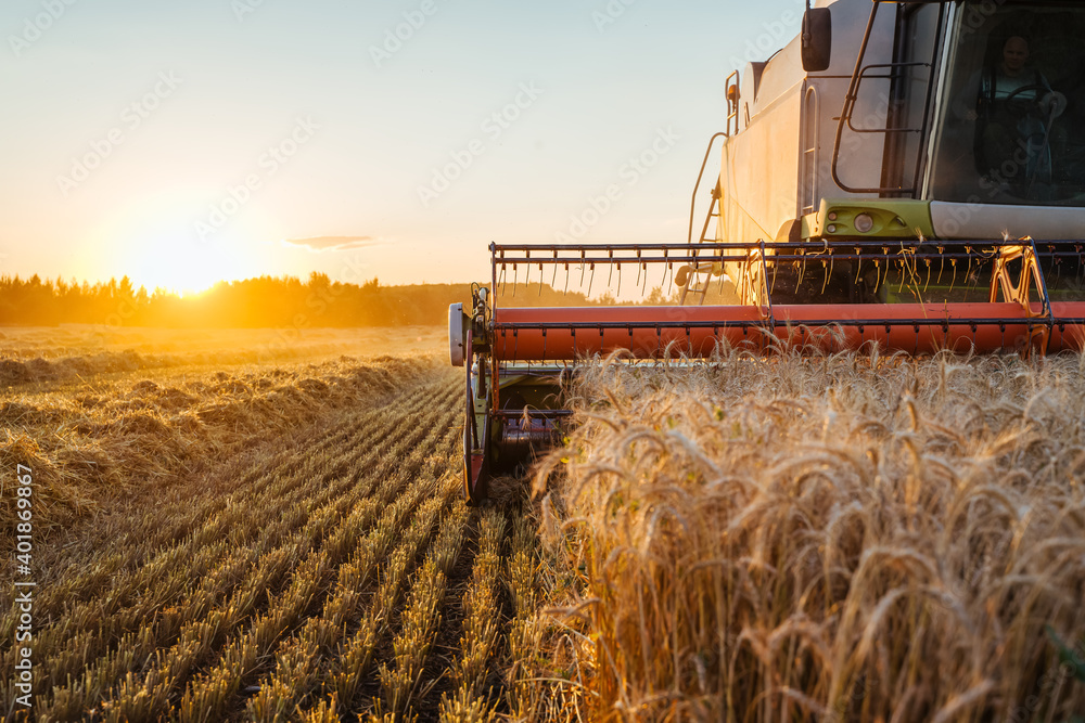 Fototapeta premium Combine harvester harvests ripe wheat. Ripe ears of gold field on the sunset cloudy orange sky background. . Concept of a rich harvest. Agriculture image.