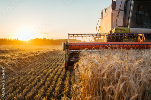Combine harvester harvests ripe wheat. Ripe ears of gold field on the sunset cloudy orange sky background. . Concept of a rich harvest. Agriculture image.