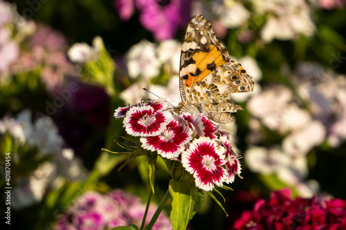 Obraz na plátně Schmetterling auf einer schönen Blüte
