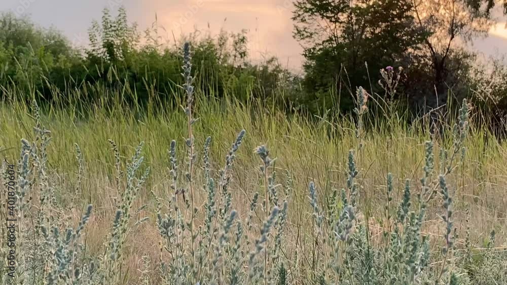 Evening landscape in summer at sunset by the river Evening landscape in summer at sunset by the river
