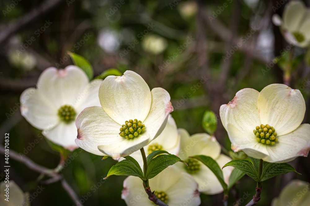 white dogwood blossoms, spring, botanical garden white dogwood blossoms, spring, botanical garden