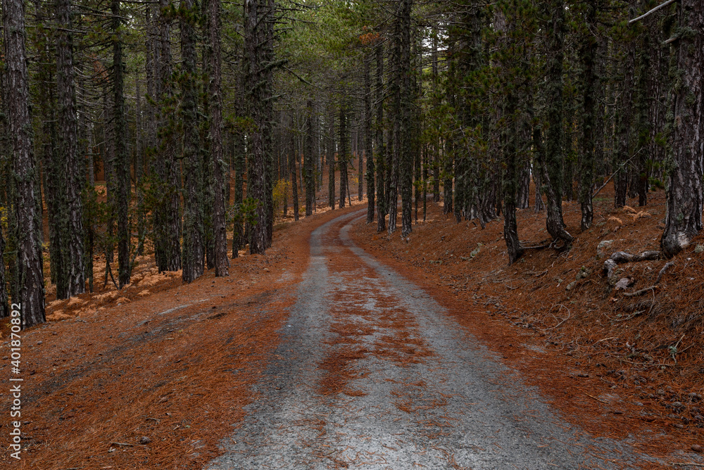 Fototapeta premium Autumn landscape with empty rural forest road in the mountains. Troodos Cyprus