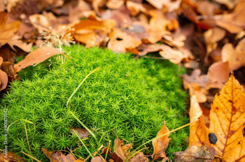 A closeup shot of sphagnum moss through golden leaves fallen on the ground photo