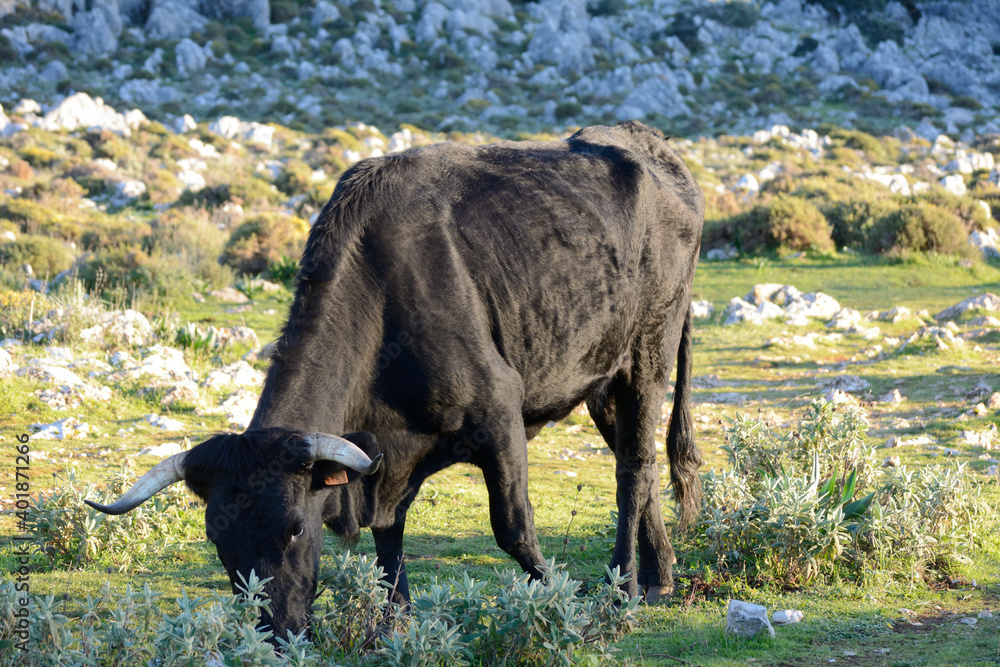 Fototapeta premium pueblo de la serra de cadiz españa
