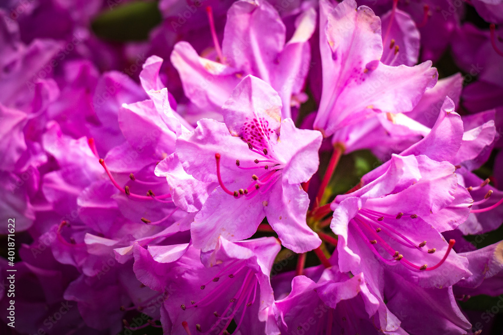pink and purple rhododendron pink and purple rhododendron