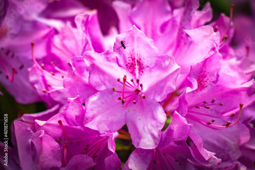 close up of pink rhododendron