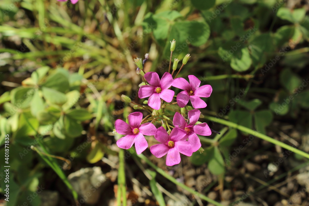 small pink flowers in the grass