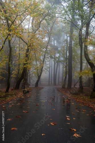 Autumn landscape with empty road and yellow leaves on the trees.