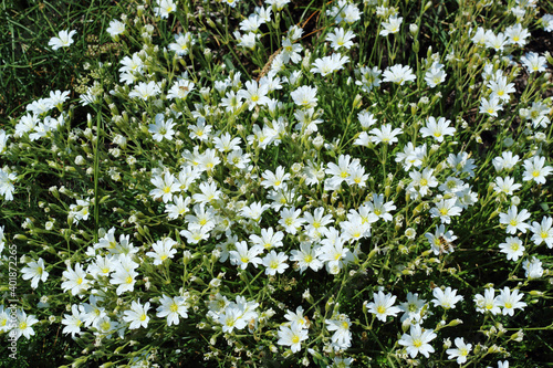small white wild mountain flowers background