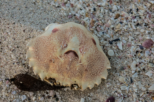 Sad crab shell