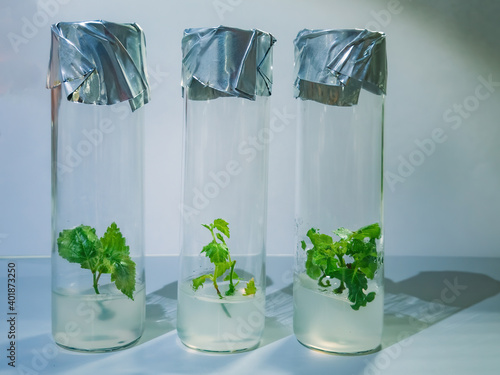 Cloned micro plants in test tubes with nutrient medium. Micropropagation technology in vitro photo