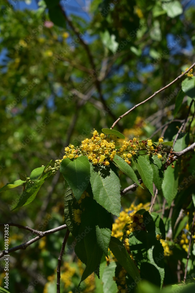 Yellow flowers on a branch Yellow flowers on a branch