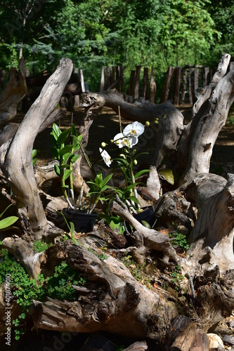 Roots in the forest