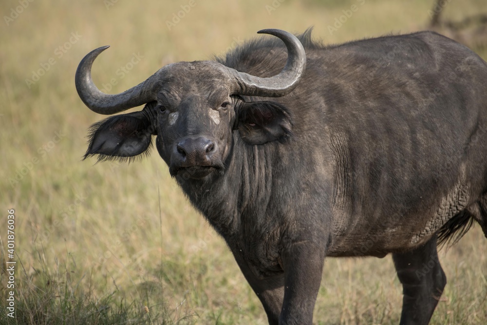 Dominant cape buffalo bull takes aggressive stance. Dominant cape buffalo bull takes aggressive stance.