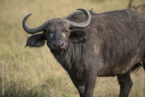 Dominant cape buffalo bull takes aggressive stance.