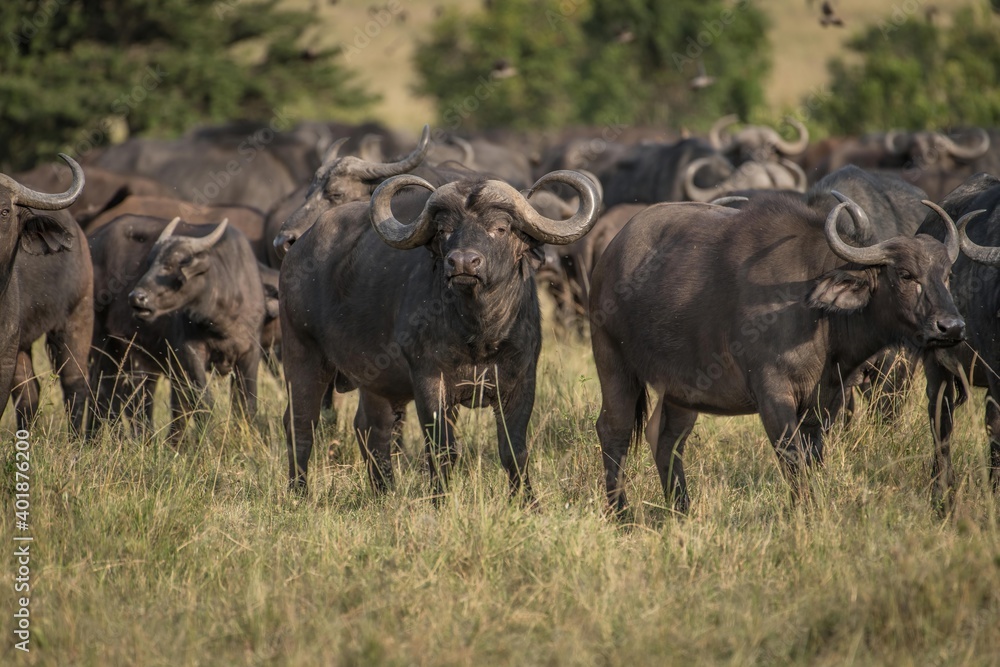 Dominant cape buffalo bull takes aggressive stance in front of heard in the Maasai Mara Reserve in Kenya. Dominant cape buffalo bull takes aggressive stance in front of heard in the Maasai Mara Reserve in Kenya.