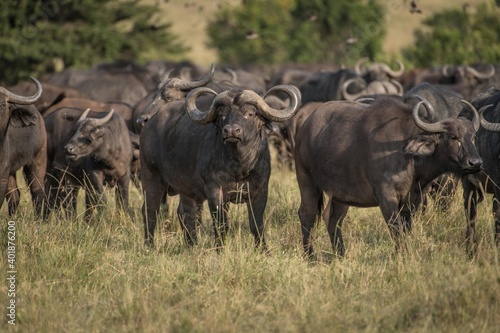 Dominant cape buffalo bull takes aggressive stance in front of heard in the Maasai Mara Reserve in Kenya.