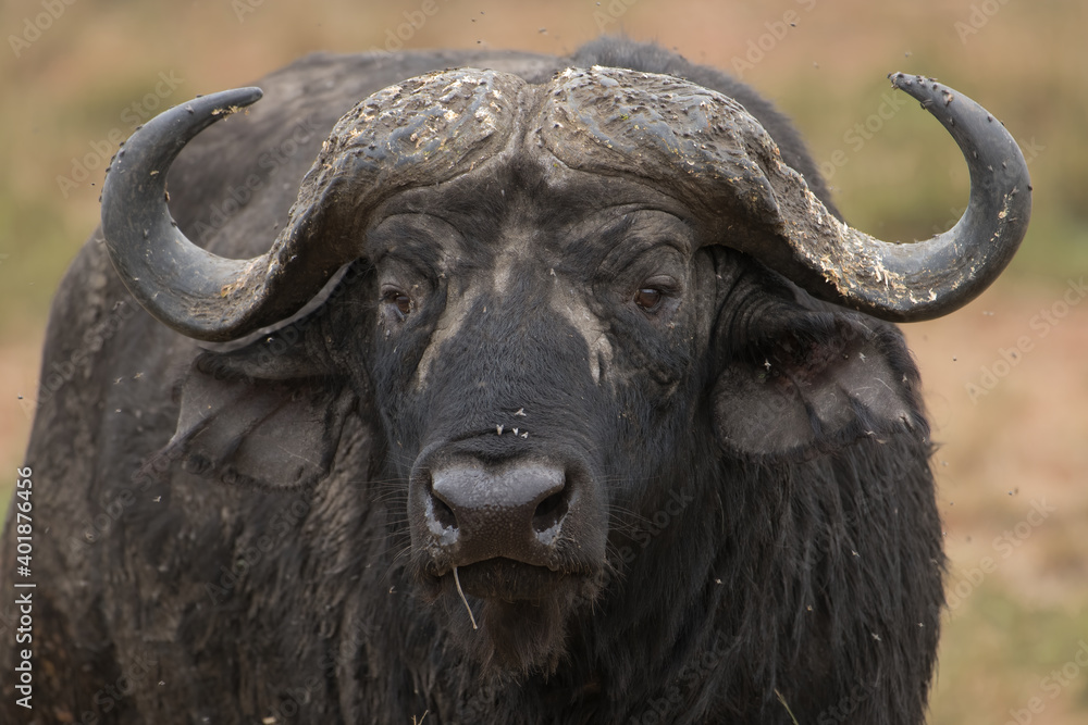 Naklejka premium Dominant male cape buffalo stands guard in front of heard in the Maasai Mara Reserve in Kenya.
