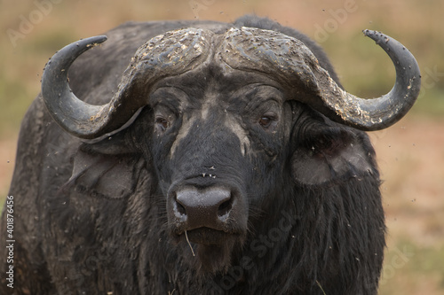 Dominant male cape buffalo stands guard in front of heard in the Maasai Mara Reserve in Kenya.