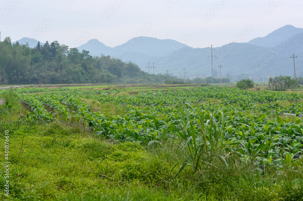 Obraz premium field of corn