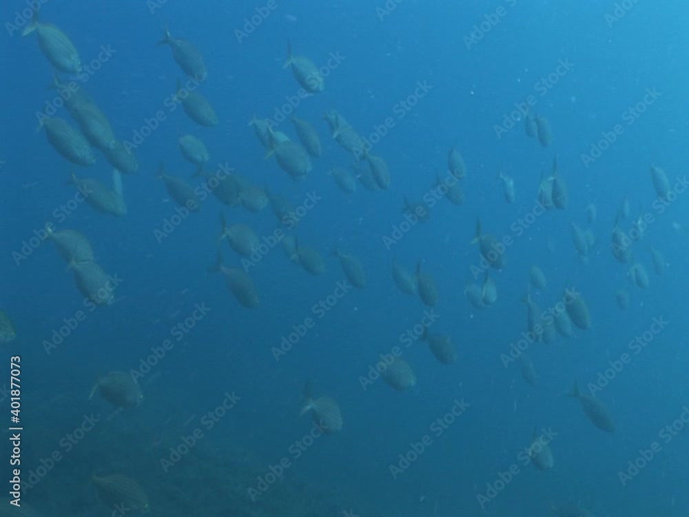 sarpa fish school underwater eating and swimming sarpa salma dream fish ocean scenery sarpa fish school underwater eating and swimming sarpa salma dream fish ocean scenery