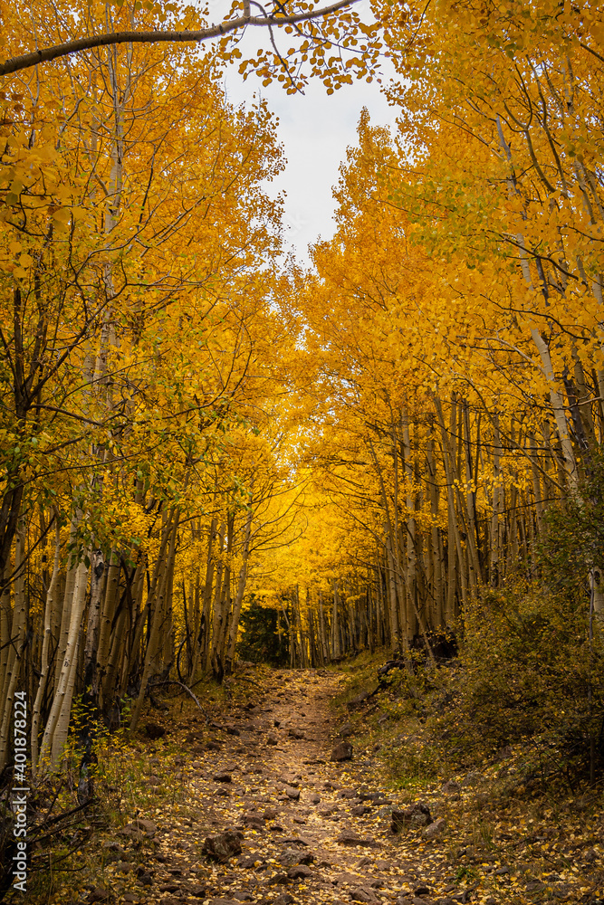 Obraz premium Escudilla Mountain trail in Fall before the Wallow fire of 2011. White Mountains, Arizona.