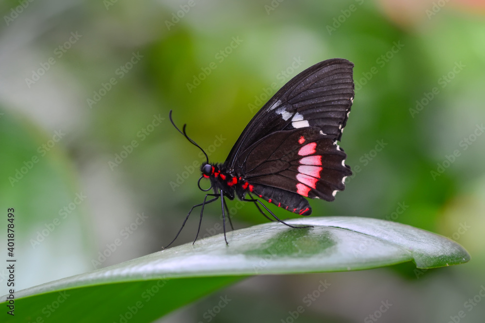 Macro shots, Beautiful nature scene. Closeup beautiful butterfly sitting on the flower in a summer garden. Macro shots, Beautiful nature scene. Closeup beautiful butterfly sitting on the flower in a summer garden.