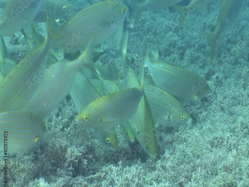 sarpa fish school underwater eating and swimming sarpa salma dream fish ocean scenery photo