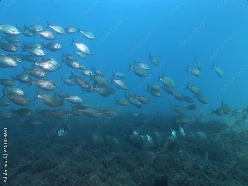 sarpa fish school underwater eating and swimming sarpa salma dream fish ocean scenery sarpa fish school underwater eating and swimming sarpa salma dream fish ocean scenery