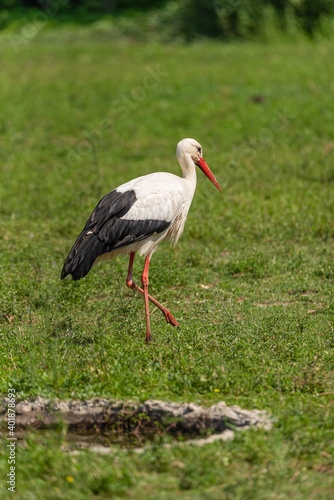 A large white stork walks in a meadow