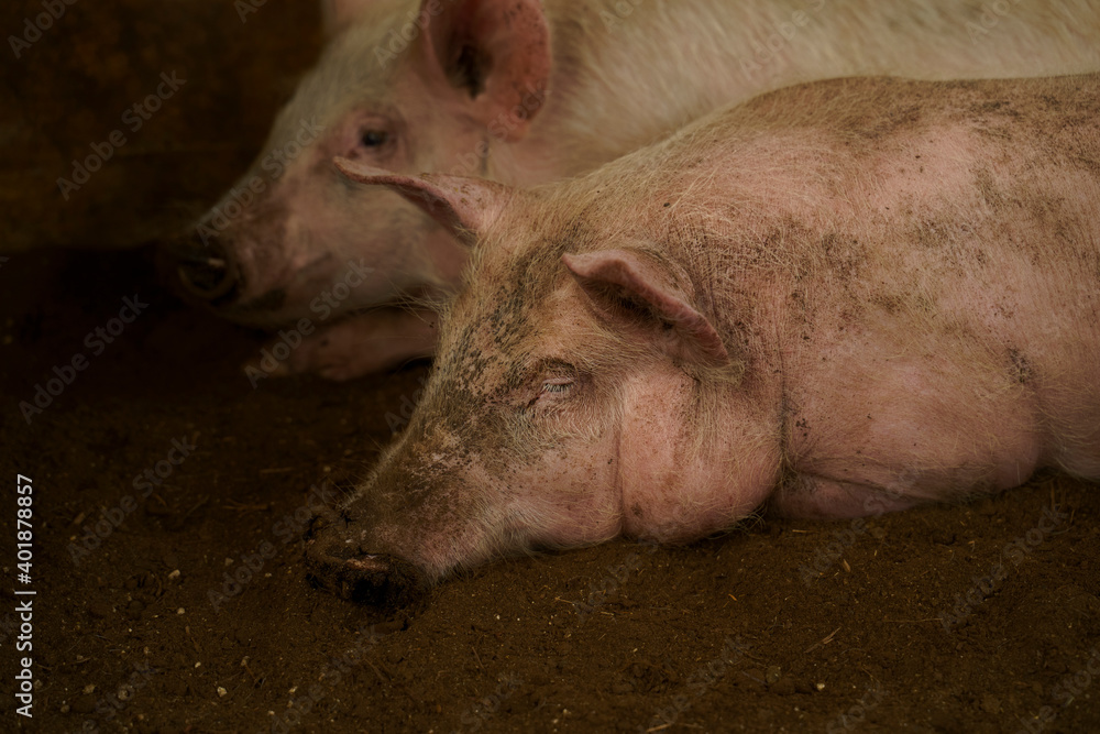 Pig Pig