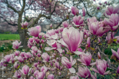 Magnolia tree in bloom in early spring