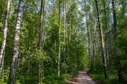 forest trail