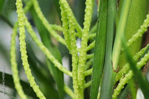 Macro of the flower stems on a bamboo palm photo