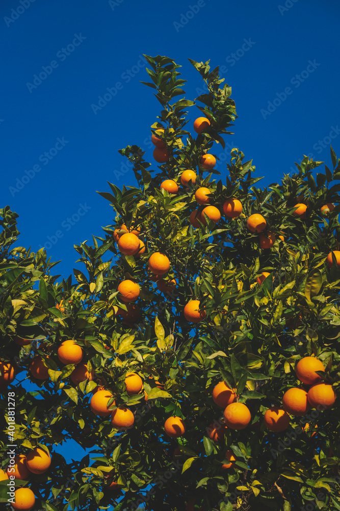 Orange fruit tree on deep blue sunny sky in Spain Orange fruit tree on deep blue sunny sky in Spain