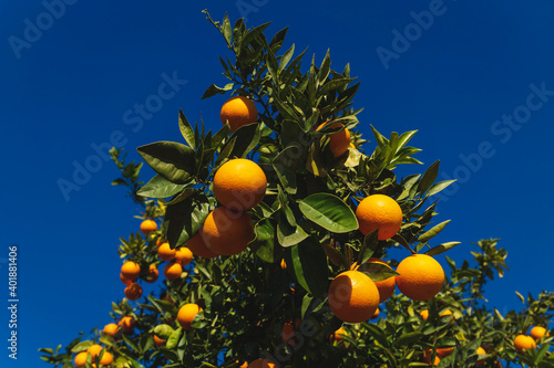Close up of an orange fruit tree on deep blue sunny sky in Spain