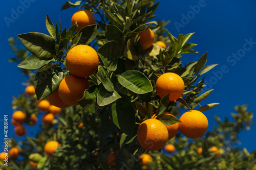 Detail of an orange tree with selective focus on tangerine fruit on deep blue sunny sky in Spain