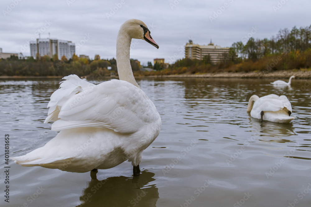 Obraz premium Swans on the lake in Truskavets, Ukraine.