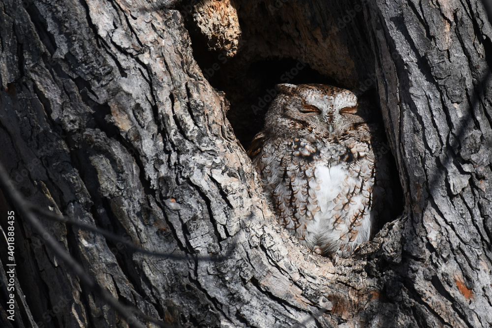 Closeup of an Eastern Screech Owl sleeping in a hole in a trunk Closeup of an Eastern Screech Owl sleeping in a hole in a trunk