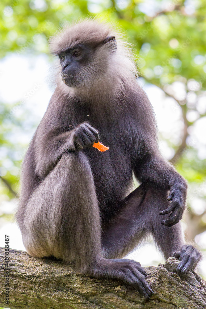 Obraz premium The purple-faced langur (Semnopithecus vetulus) is a species of Old World monkey that is endemic to Sri Lanka. The animal is a long-tailed arboreal species, identified by a mostly brown dark face.