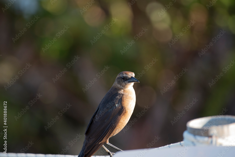 Fototapeta premium Boat Tailed Grackle
