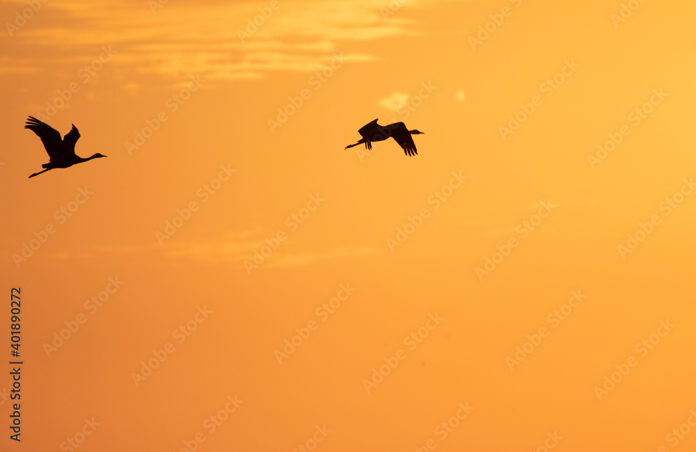 Pair of hooded cranes flying with back of evening glow