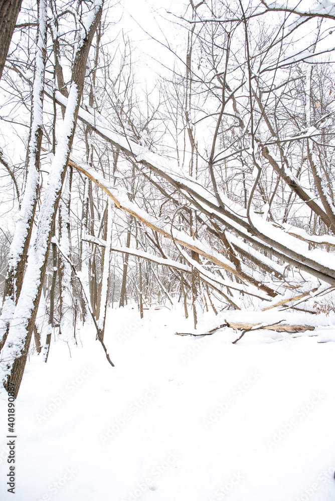 Snow in the woods after a winter storm Snow in the woods after a winter storm
