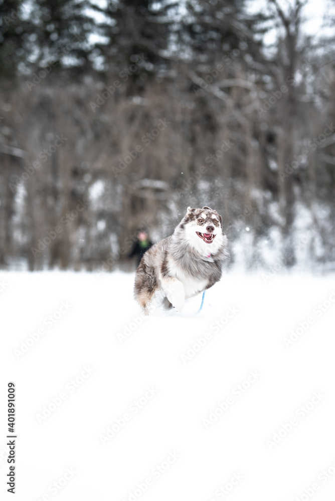 Husky Dog in the snow during winter Husky Dog in the snow during winter