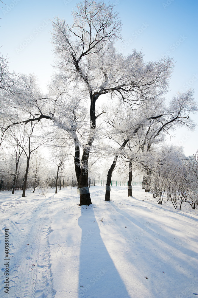 The beautiful forests with rime in winter landscape. The beautiful forests with rime in winter landscape.