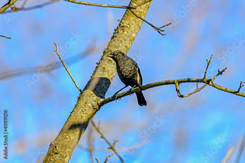 Rusty Blackbird Male - Euphagus carolinus photo