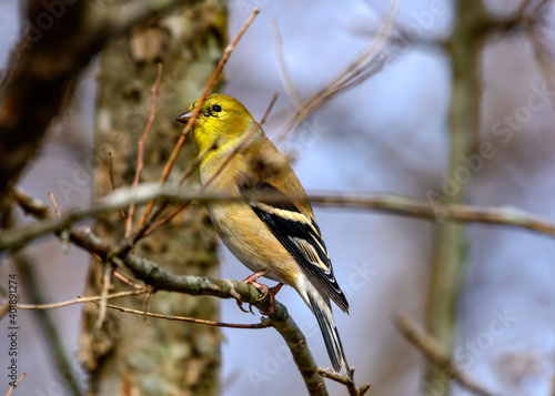 american Goldfinch - Spinus tristis