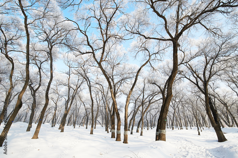 The beautiful forests with rime in winter landscape.