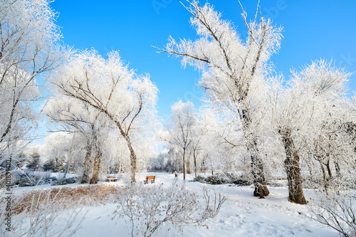 The beautiful forests with rime in winter landscape.